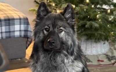 Vi planlægger hvalpe til foråret 2026